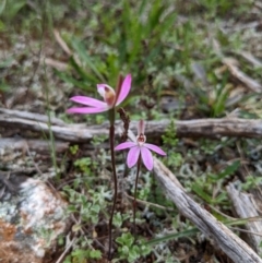 Caladenia fuscata (Dusky Fingers) at Myall Park, NSW - 17 Sep 2022 by HelenCross