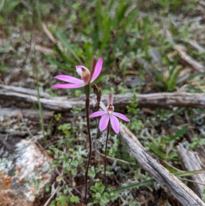 Caladenia fuscata (Dusky Fingers) at Myall Park, NSW - 17 Sep 2022 by HelenCross