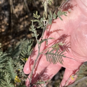 Acacia dealbata at Booth, ACT - 17 Sep 2022