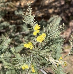 Acacia dealbata at Booth, ACT - 17 Sep 2022 09:54 AM