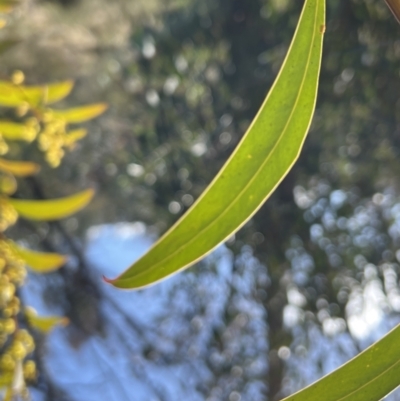 Acacia rubida (Red-stemmed Wattle, Red-leaved Wattle) at Booth, ACT - 16 Sep 2022 by JimL