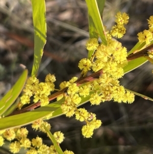 Acacia rubida at Booth, ACT - 17 Sep 2022