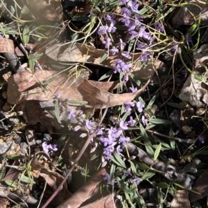 Hovea heterophylla at Booth, ACT - 17 Sep 2022 09:50 AM