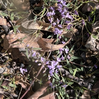 Hovea heterophylla (Common Hovea) at Booth, ACT - 17 Sep 2022 by JimL