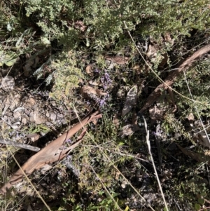 Hovea heterophylla at Booth, ACT - 17 Sep 2022 09:50 AM