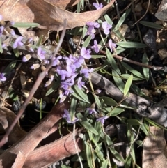 Hovea heterophylla at Booth, ACT - 17 Sep 2022 09:50 AM