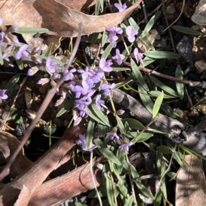 Hovea heterophylla at Booth, ACT - 17 Sep 2022 09:50 AM