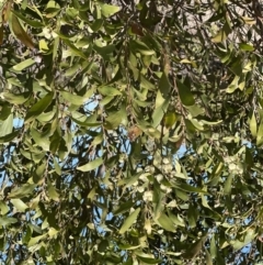 Acacia melanoxylon (Blackwood) at Coree, ACT - 11 Sep 2022 by JimL