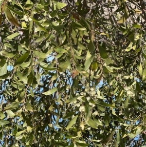 Acacia melanoxylon at Coree, ACT - 11 Sep 2022