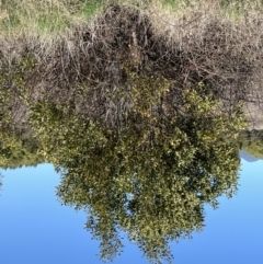 Acacia melanoxylon at Coree, ACT - 11 Sep 2022