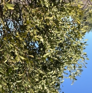 Acacia melanoxylon at Coree, ACT - 11 Sep 2022