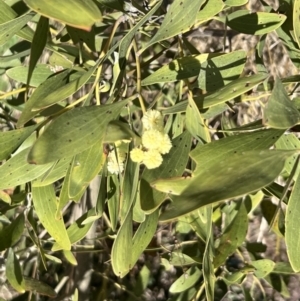 Acacia melanoxylon at Coree, ACT - 11 Sep 2022