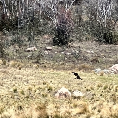 Canis lupus (Dingo / Wild Dog) at Namadgi National Park - 17 Sep 2022 by JimL