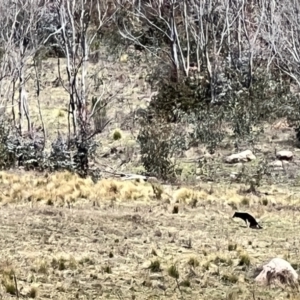 Canis lupus at Rendezvous Creek, ACT - 17 Sep 2022