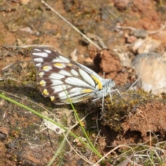 Belenois java (Caper White) at Hall, ACT - 18 Sep 2022 by Christine