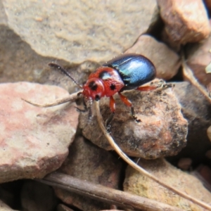 Calomela moorei at Bonner, ACT - 12 Sep 2022 02:37 PM