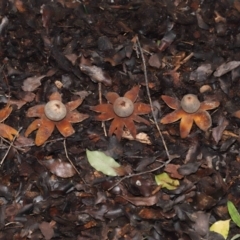 Astraeus hygrometricus (Barometer Earthstar) at Evatt, ACT - 16 Sep 2022 by TimL