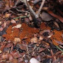 Leocarpus fragilis at Evatt, ACT - 9 Sep 2022