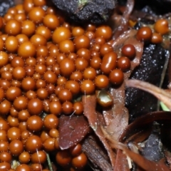 Leocarpus fragilis at Evatt, ACT - 9 Sep 2022