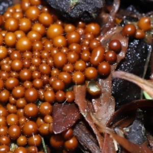 Leocarpus fragilis at Evatt, ACT - 9 Sep 2022