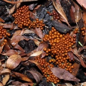 Leocarpus fragilis at Evatt, ACT - 9 Sep 2022