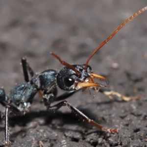 Myrmecia tarsata at Paddys River, ACT - 18 Aug 2022