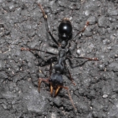 Myrmecia tarsata at Paddys River, ACT - 18 Aug 2022