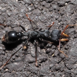 Myrmecia tarsata at Paddys River, ACT - 18 Aug 2022 12:54 PM