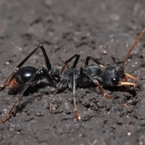 Myrmecia tarsata at Paddys River, ACT - 18 Aug 2022