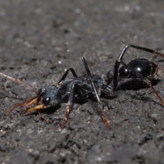 Myrmecia tarsata at Paddys River, ACT - 18 Aug 2022 12:54 PM