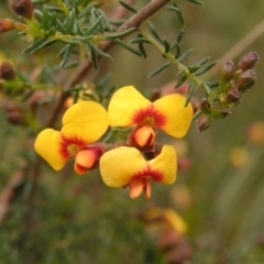 Dillwynia phylicoides (A Parrot-pea) at Molonglo Valley, ACT - 18 Sep 2022 by MatthewFrawley