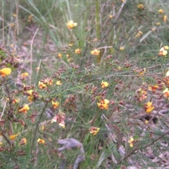 Dillwynia phylicoides at Molonglo Valley, ACT - 18 Sep 2022 01:20 PM