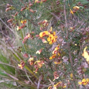 Dillwynia phylicoides at Molonglo Valley, ACT - 18 Sep 2022