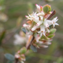 Brachyloma daphnoides (Daphne Heath) at Aranda Bushland - 18 Sep 2022 by MatthewFrawley