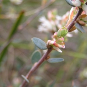 Brachyloma daphnoides at Aranda, ACT - 18 Sep 2022 01:22 PM