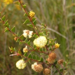 Acacia gunnii at Aranda, ACT - 18 Sep 2022