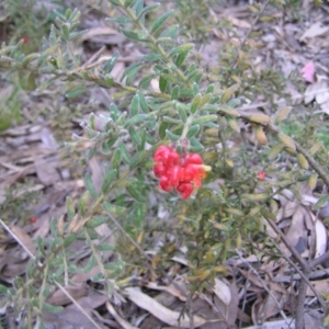 Grevillea alpina at Aranda, ACT - 18 Sep 2022 01:32 PM