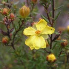 Hibbertia calycina (Lesser Guinea-flower) at Aranda, ACT - 18 Sep 2022 by MatthewFrawley