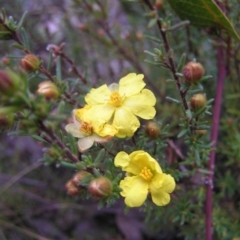 Hibbertia calycina at Aranda, ACT - 18 Sep 2022 01:36 PM