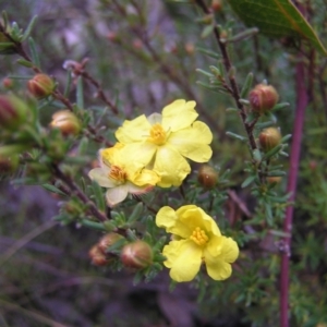 Hibbertia calycina at Aranda, ACT - 18 Sep 2022 01:36 PM