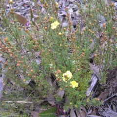 Hibbertia calycina at Aranda, ACT - 18 Sep 2022 01:36 PM