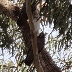 Callocephalon fimbriatum (Gang-gang Cockatoo) at Black Flat at Corrowong - 18 Sep 2022 by BlackFlat