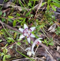 Wurmbea dioica subsp. dioica at Bywong, NSW - 19 Sep 2022