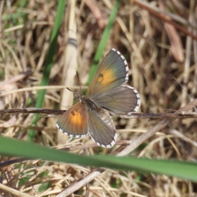Lucia limbaria (Chequered Copper) at Theodore, ACT - 19 Sep 2022 by owenh