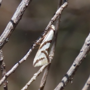 Ocystola paulinella at Theodore, ACT - 19 Sep 2022