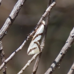 Ocystola paulinella (A Concealer Moth) at Theodore, ACT - 19 Sep 2022 by owenh
