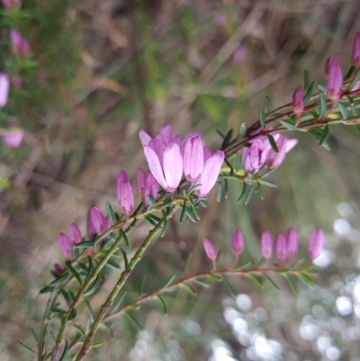 Tetratheca procumbens (Spreading Pink-Bells) at Ridgeway, TAS - 4 Sep 2022 by Detritivore