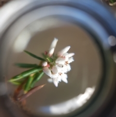 Leucopogon ericoides (Pink Beard-Heath) at Ridgeway, TAS - 4 Sep 2022 by Detritivore