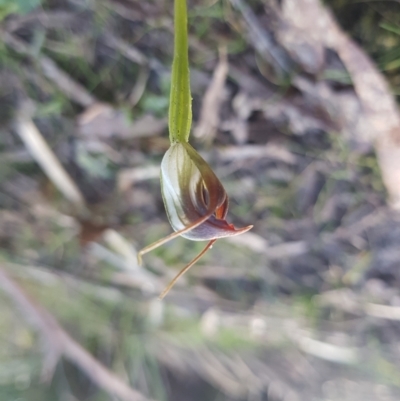 Pterostylis pedunculata (Maroonhood) at Ridgeway, TAS - 4 Sep 2022 by Detritivore