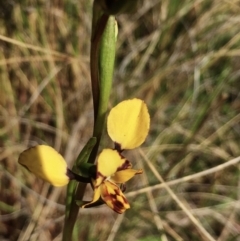 Diuris pardina (Leopard Doubletail) at Hall, ACT - 19 Sep 2022 by strigo